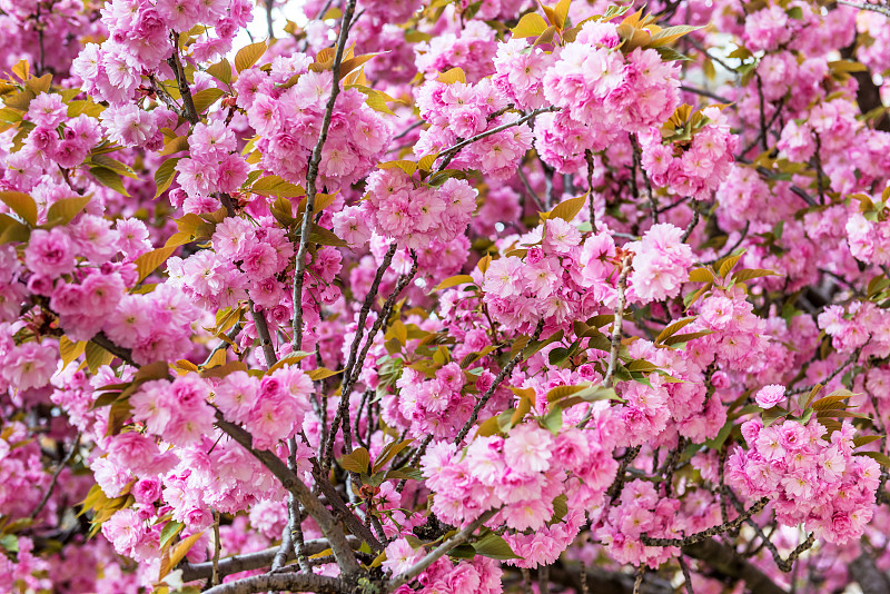 樱桃树,春天,巴黎,美,公园,水平画幅,无人,户外,居住区,花蕾