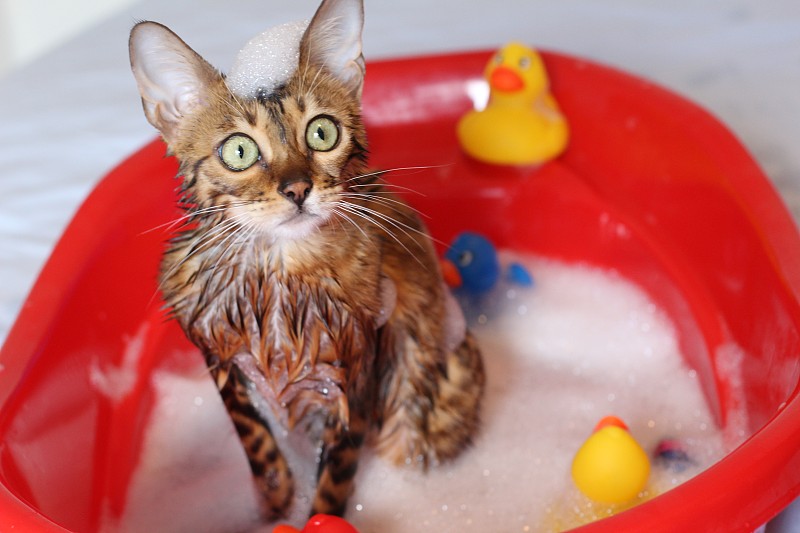 猫,幽默,水,美,水平画幅,孟加拉猫,浴室,水下,奶油,湿