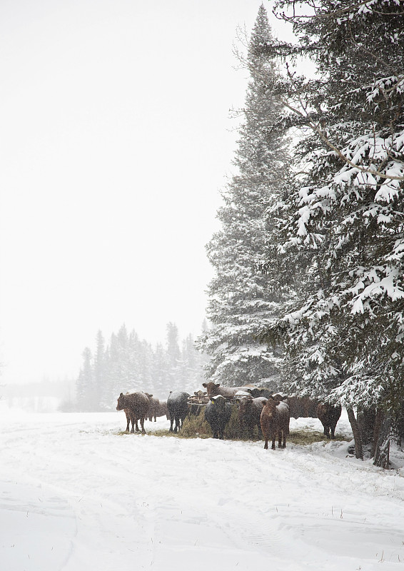 干草卷,冬天,牛,垂直画幅,暴风雨,干草,雪,阿尔伯塔省,无人,户外