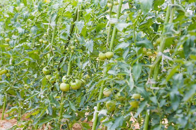 西红柿,在之间,自然,菜园,水平画幅,绿色,水果,无人,日本,阳光房