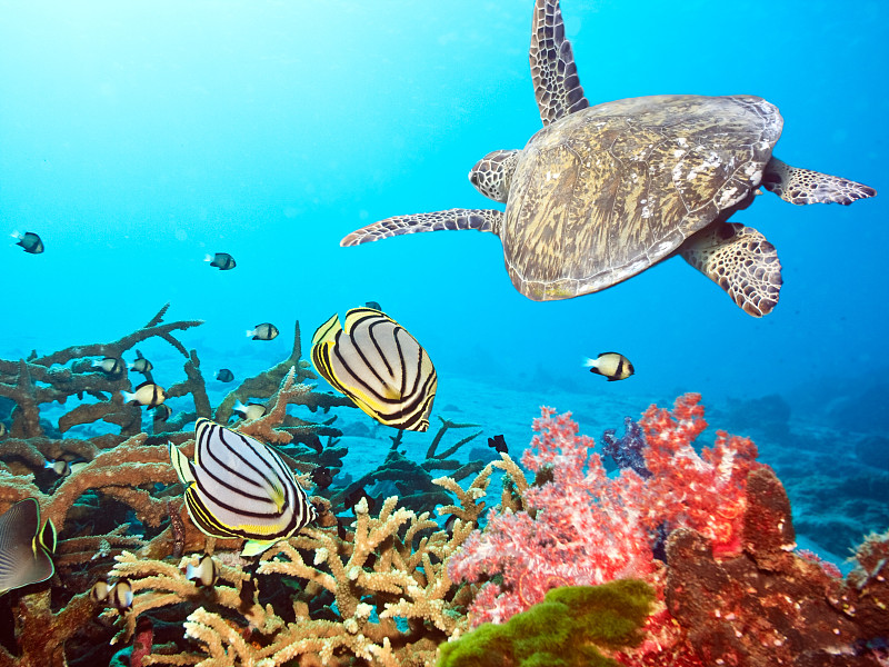 海龟,鱼类,帝王扁鲛,礁石,马尔代夫,珊瑚,水肺潜水,绿蠵龟,蝴蝶鱼,红海