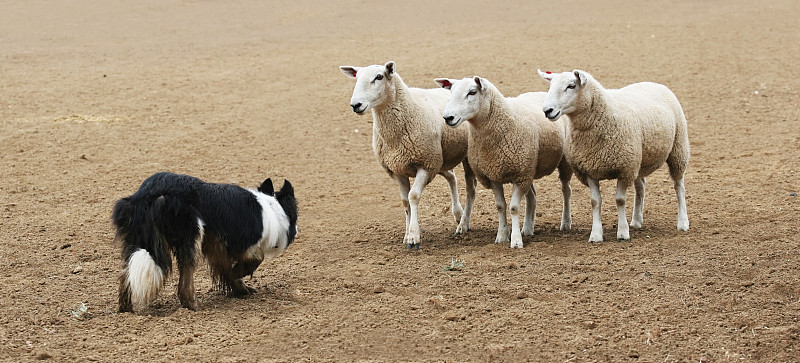 牧羊犬,绵羊,兽群,三只动物,柯利牧羊犬,小群动物,边境牧羊犬,羊群,母羊,正面视角